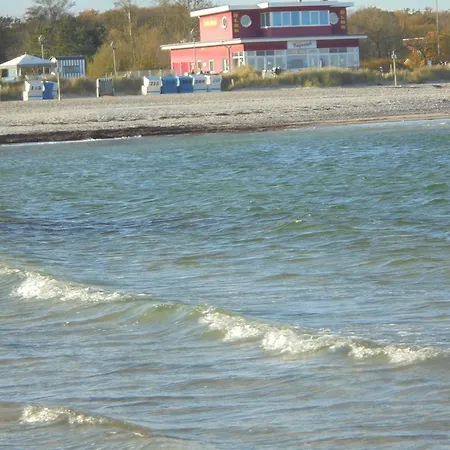 Ostseestern Damp
